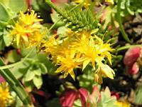 Sedum Compressum (fam. Crassulacees) (Amerique du nord, Mexique) (03) (Photo F. Mrugala)